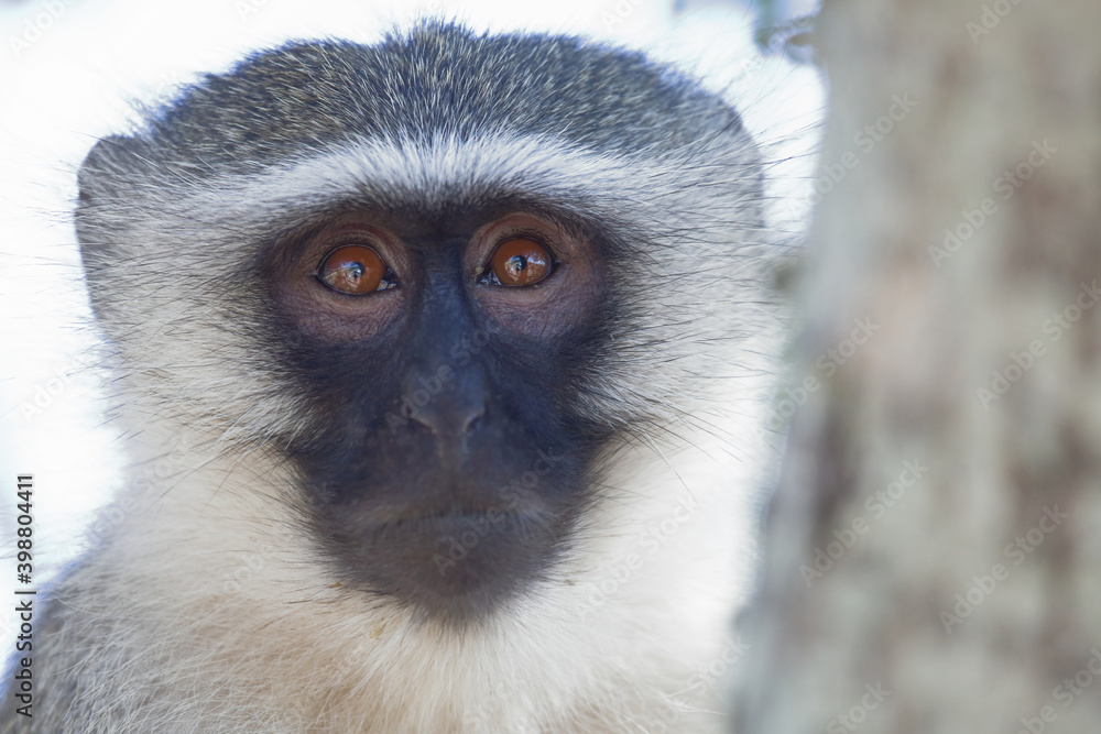 Obraz premium Grüne Meerkatze / Vervet monkey / Cercopithecus aethiops .