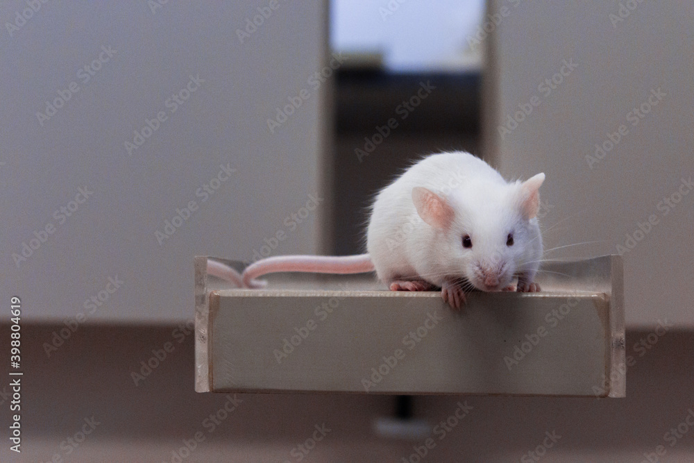 Fototapeta premium Mouse walking in research laboratory
