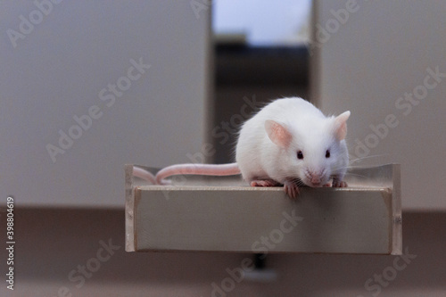 Mouse walking in research laboratory
