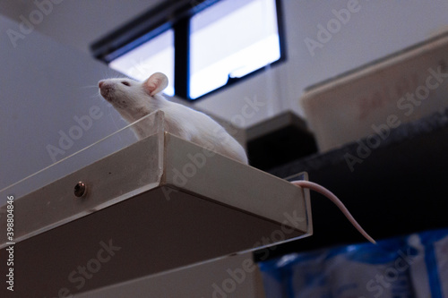 Mouse walking in research laboratory