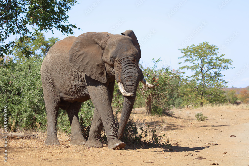 Obraz premium Afrikanischer Elefant / African elephant / Loxodonta africana