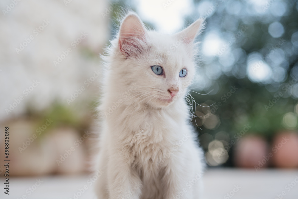 Little white kitten posing in garden Little white kitten posing in garden