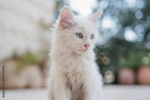 Little white kitten posing in garden