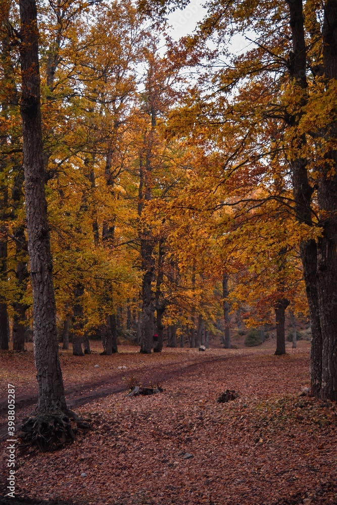 autumn in the forest autumn in the forest