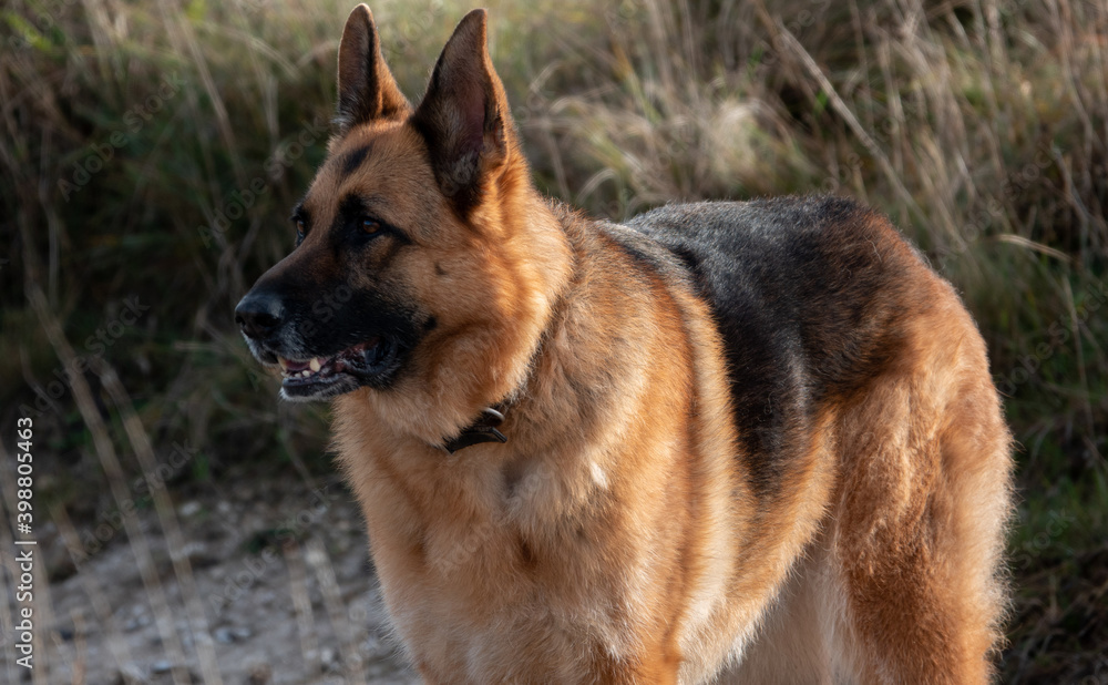 alsation, german shepherd bitch, lovely colours and coat, beautiful alsation, german shepherd bitch, lovely colours and coat, beautiful