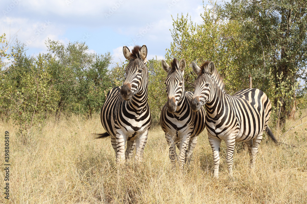 Obraz premium Steppenzebra / Burchell's zebra / Equus burchellii