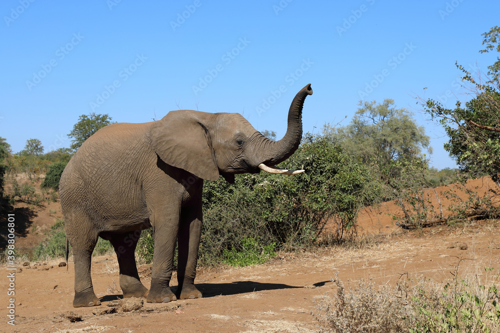 Fototapeta premium Afrikanischer Elefant / African elephant / Loxodonta africana