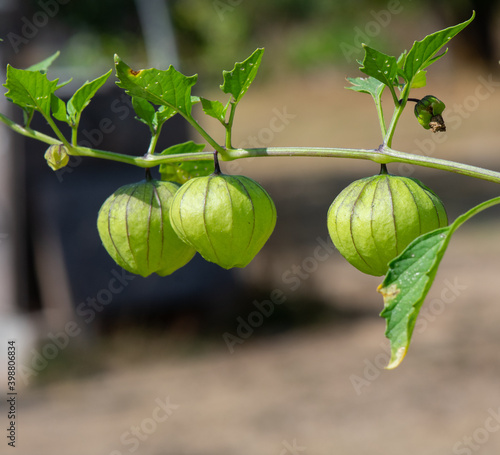 Tomatillos ripening on the branch photo