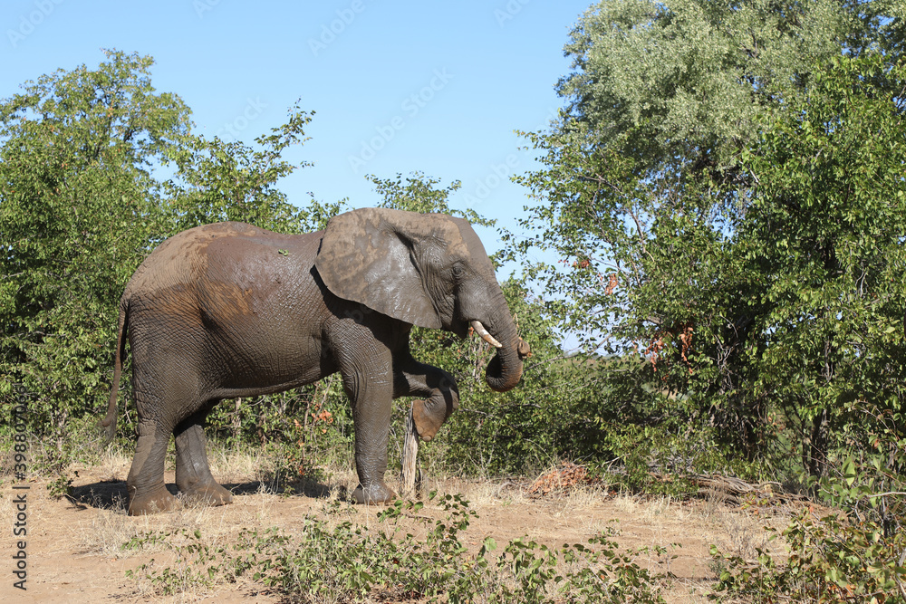 Afrikanischer Elefant / African elephant / Loxodonta africana Afrikanischer Elefant / African elephant / Loxodonta africana