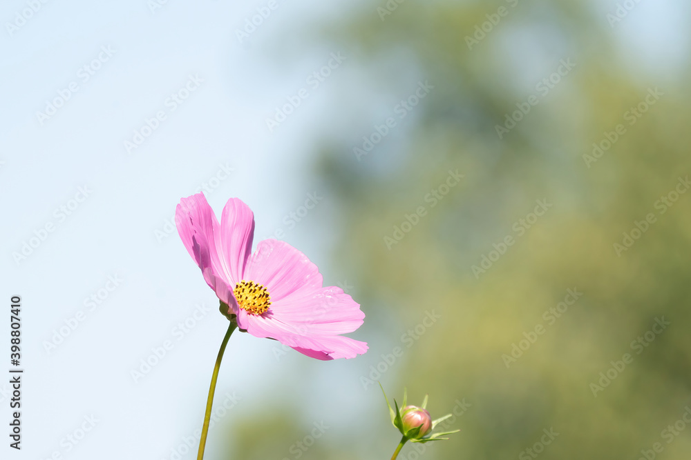 Beautiful pink cosmos flowers blooming in garden Beautiful pink cosmos flowers blooming in garden