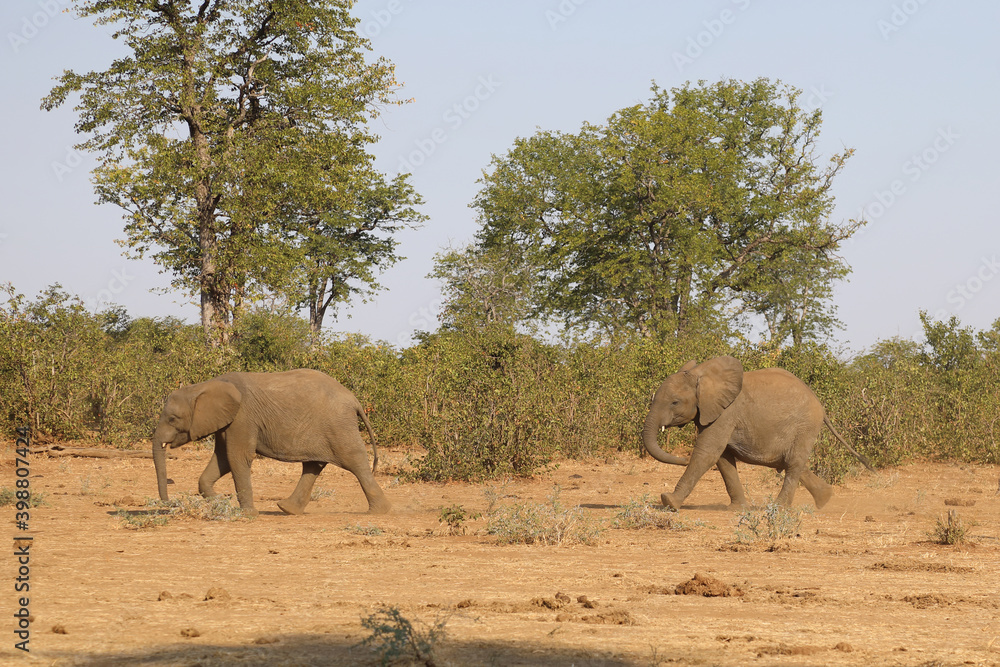 Fototapeta premium Afrikanischer Elefant / African elephant / Loxodonta africana.