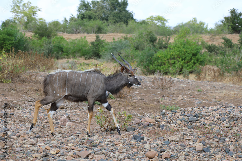 Fototapeta premium Nyala / Nyala / Tragelaphus angasii.