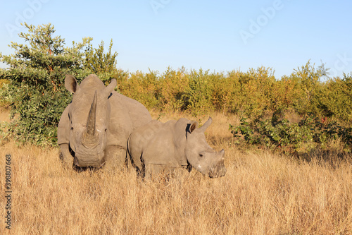 Breitmaulnashorn   Square-lipped Rhinoceros   Ceratotherium Simum