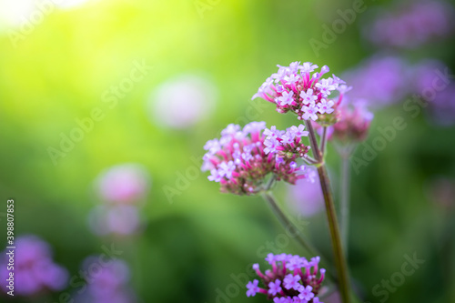 The background image of the colorful flowers