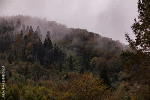 Dark misty Forest, Bieszczady Mountains, Poland