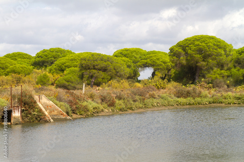 Campo  planta  flor  rio y agua en parque natural del R  o Piedras y Flecha del Rompido en Cartaya  Huelva  Andalucia  Espa  a