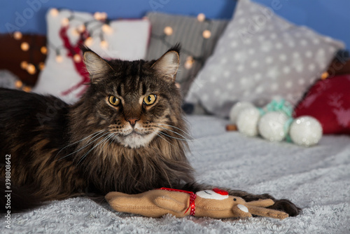 A maine coon cat on a christmas scene. 