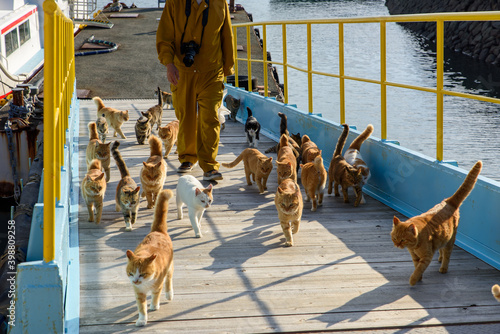 愛媛県の猫島、青島で沢山の猫に囲まれる