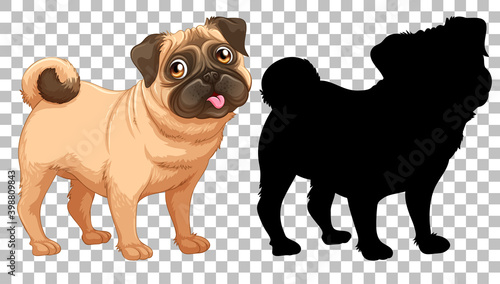 Cute pug dog and its silhouette on transparent background