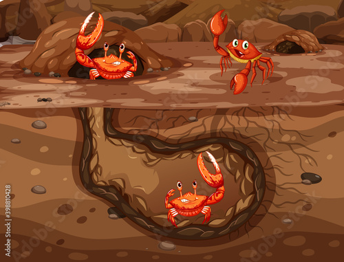 Underground animal hole with many crabs