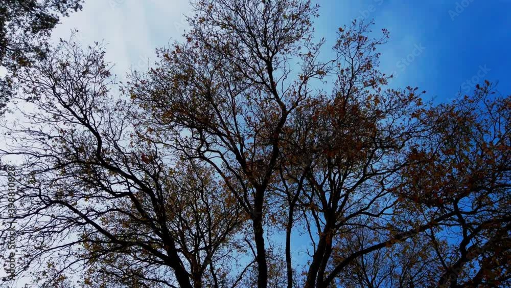 Looking up and rotating while looking at oak trees in winter 