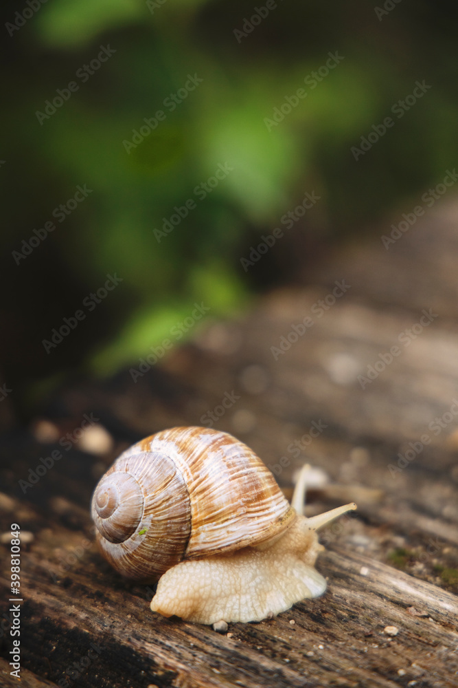 giant snail crosses the bridge in Plitvice Lakes giant snail crosses the bridge in Plitvice Lakes