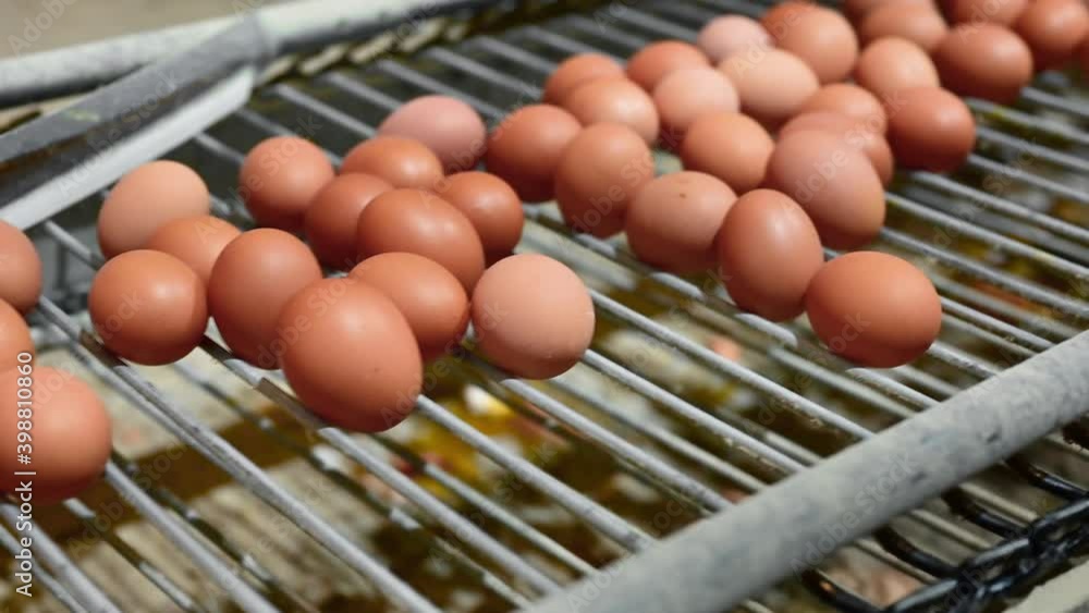 Fresh raw chicken eggs on a conveyor belt, being moved to the packing house. Automated business, organic farming concept. High quality 4k footage Fresh raw chicken eggs on a conveyor belt, being moved to the packing house. Automated business, organic farming concept. High quality 4k footage