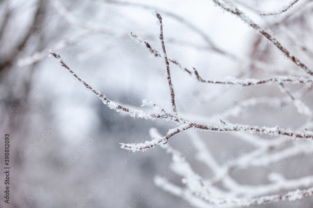 frost on a branch frost on a branch