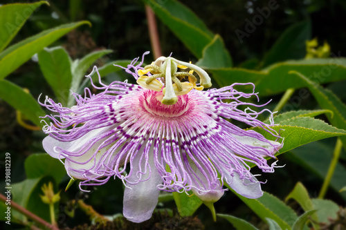 A passion flower vine displays an exotic purple bloom in the garden. photo