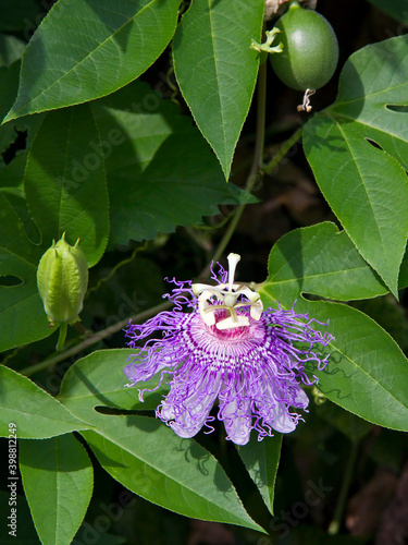 A passion flower vine displays an exotic purple bloom in the garden.