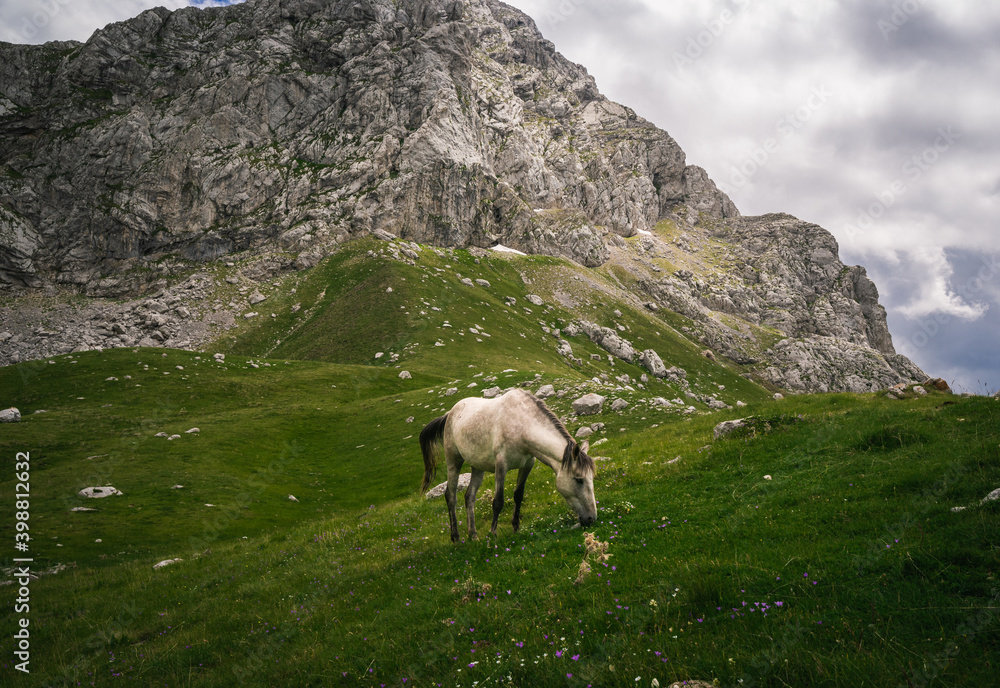 Wild hourses at Mount Giona, the Highest Mountain of Southern Greece