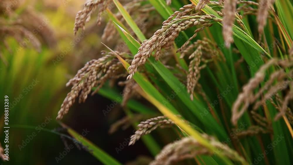 Mature rice farm in the country, rice swaying in the wind Mature rice farm in the country, rice swaying in the wind