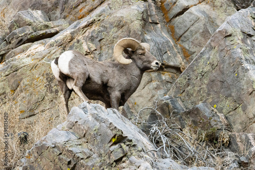 Bighorn Sheep Waterton