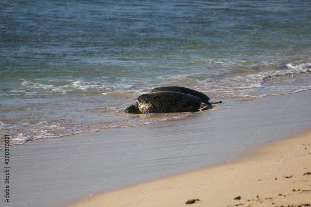 Green Sea Turtles resting on a beach during breeding season in the Ningaloo reef, Western Australia 