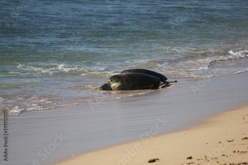 Green Sea Turtles resting on a beach during breeding season in the Ningaloo reef, Western Australia  © Frozigraphie