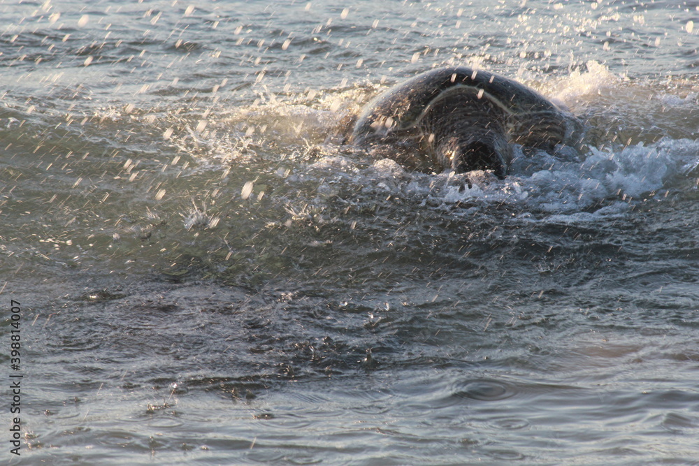 Fototapeta premium Green Sea turtles mating in the Ningaloo reef, Western Australia.