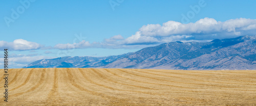 panorama of golden hay field in Montana with the majestic Rocky Mountains in the distance under blue sky