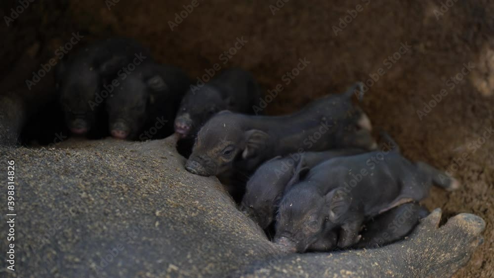 Black piglets eating breast milk. Mammals. Black piglets eating breast milk. Mammals.