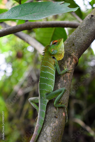 Green color Lizard