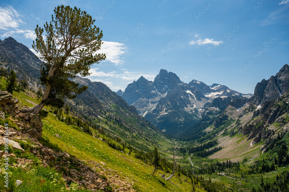 Single Tree Clings to Mountain Side In Cascade Canyon