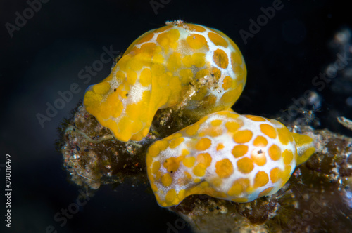 Yellow-spotted Bubble Snail -lamprohaminoea sp. (nudibranch - sea slug). Macro underwater world of Tulamben, Bali, Indonesia. photo