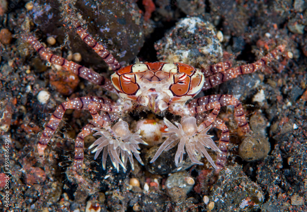 Boxer Crab - Lybia tesselata. Macro underwater world of Tulamben, Bali, Indonesia.	