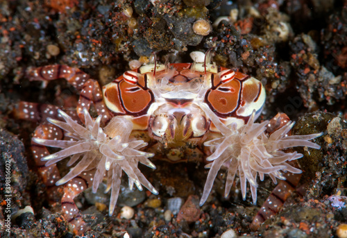 Boxer Crab - Lybia tesselata. Macro underwater world of Tulamben, Bali, Indonesia.  photo