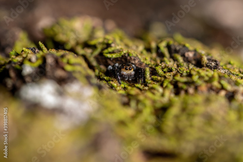 Adult male jumping spider photo