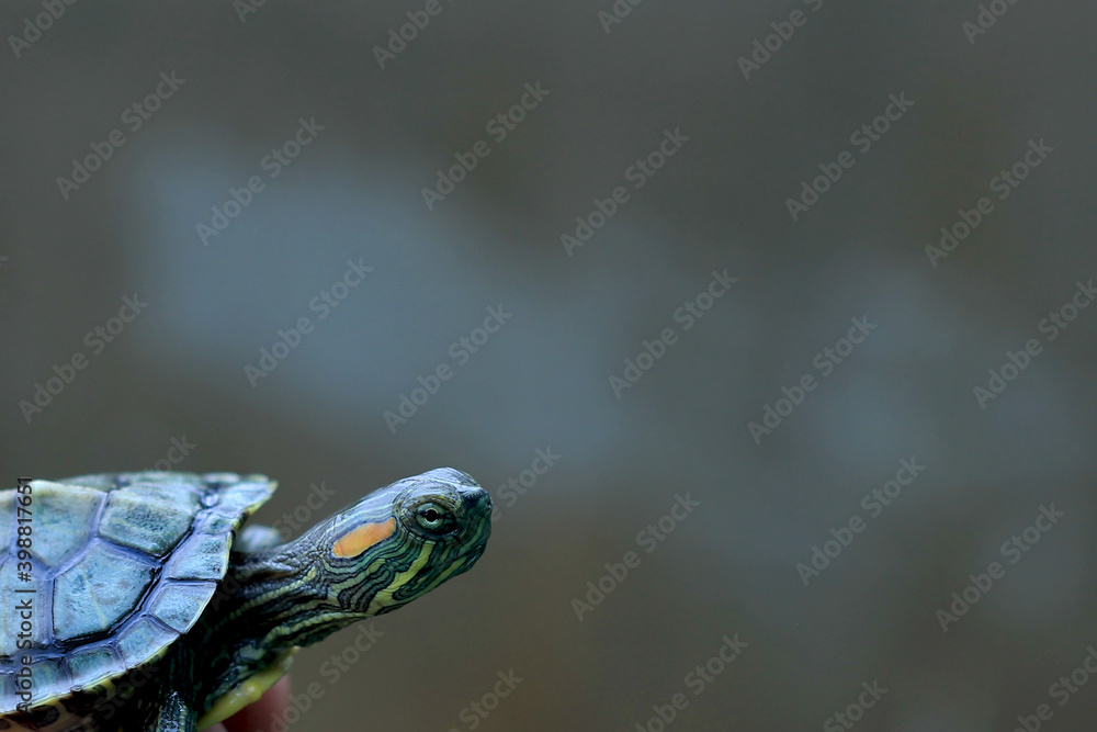 Brazilian tortoise on blurred background. Young Brazilian tortoise (trachemys scripta elegans), also known as red ear slide turtle. Brazilian tortoise on blurred background. Young Brazilian tortoise (trachemys scripta elegans), also known as red ear slide turtle.