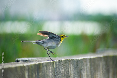 posing bird 