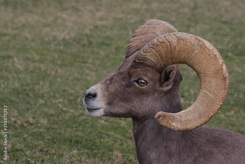 Naklejka premium close up of a sheep