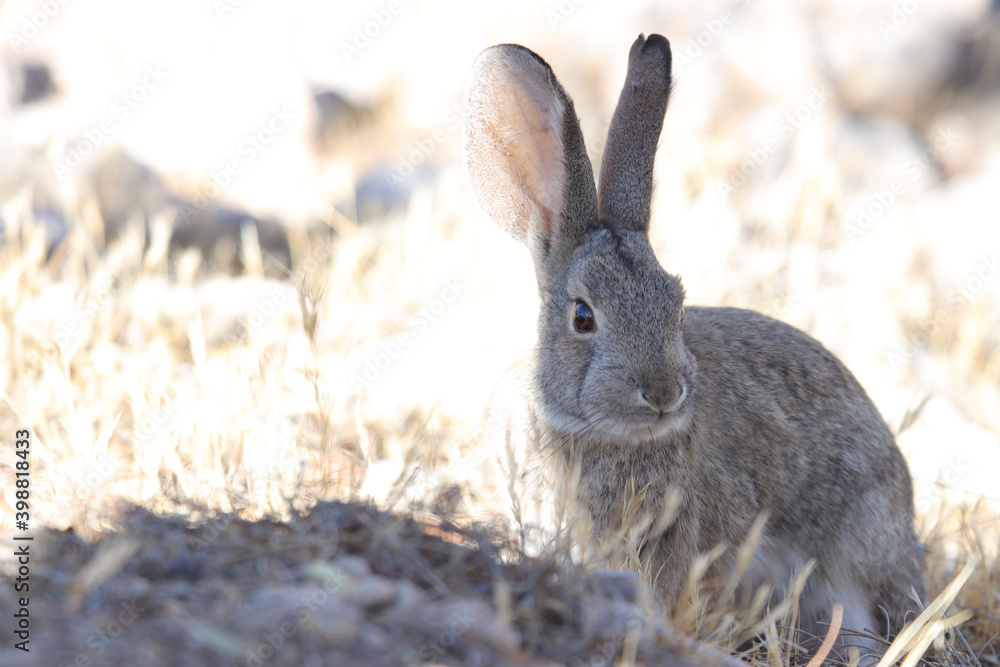 Fototapeta premium rabbit in the grass