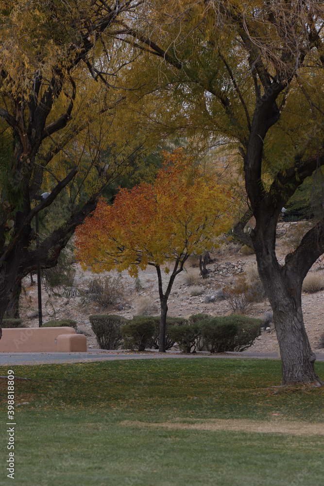 autumn trees in the park