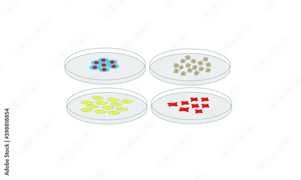 Petri dishes [Cell culture] Stock Vector Adobe Stock
